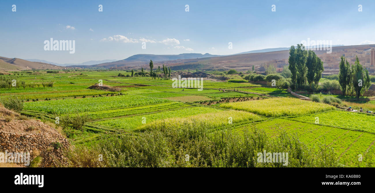 Lussureggiante valle fertile di dades gorge paesaggio con piantagioni verdi e i campi, Marocco, Africa del nord. Foto Stock