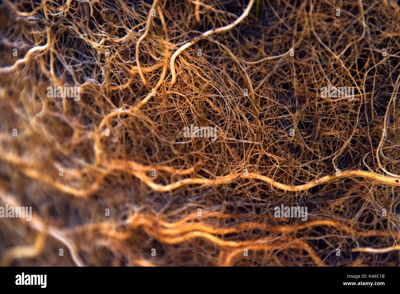 Radice del cervello o sistema di radice con alghe, radice della rete, radice della massa, radicola Foto Stock