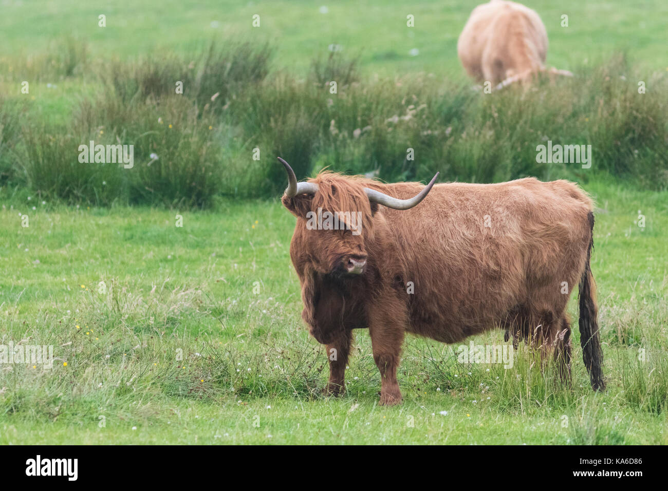 Highland bovini in piedi e girando la testa lontano dalla telecamera, Islay, SCOZIA Foto Stock