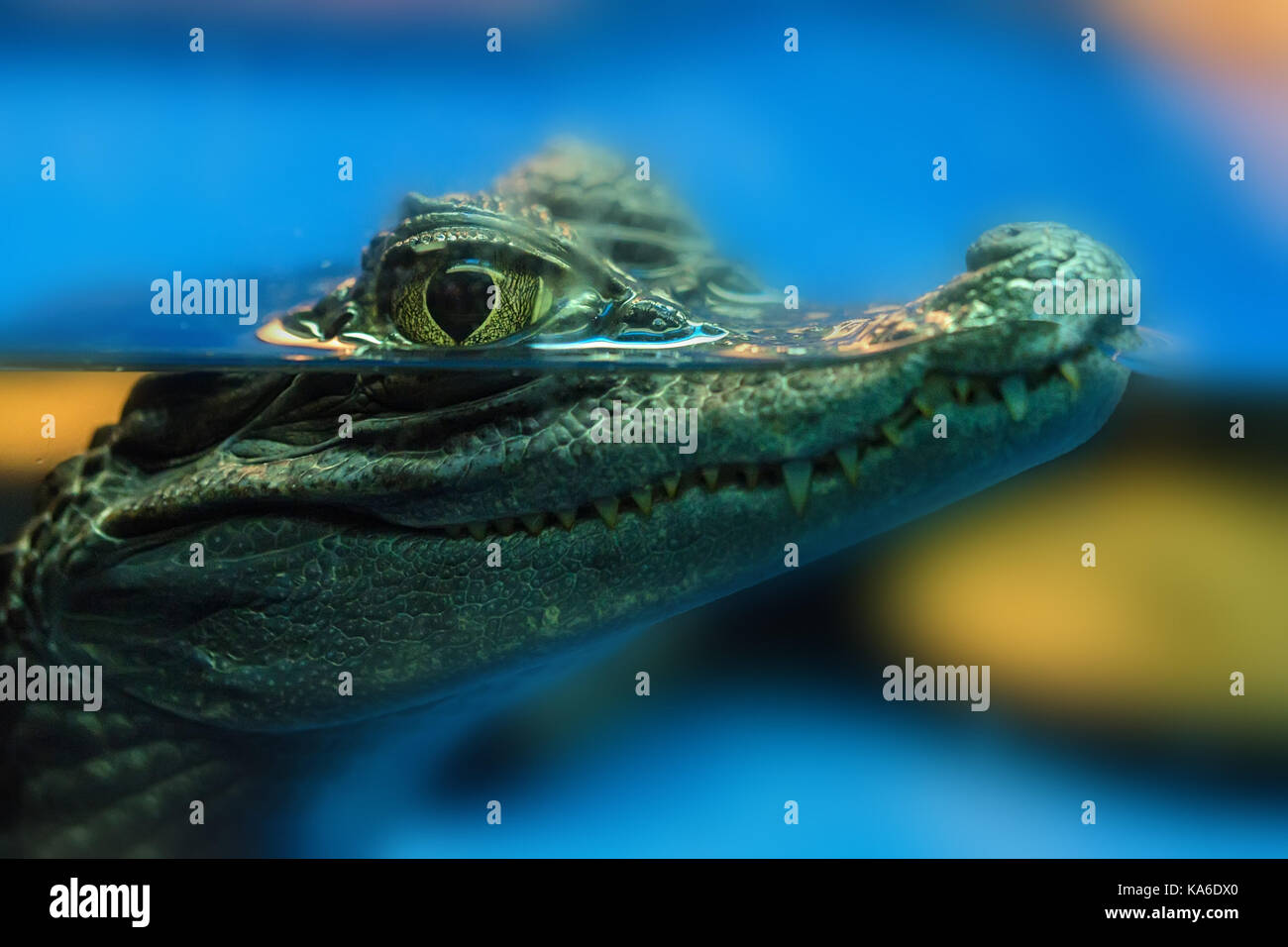 Giovani caimano spectacled o crocodilus caimano Foto Stock