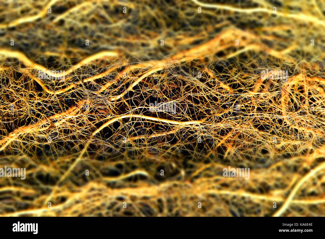 Radice del cervello o sistema di radice con alghe, radice della rete, radice della massa, radicola Foto Stock
