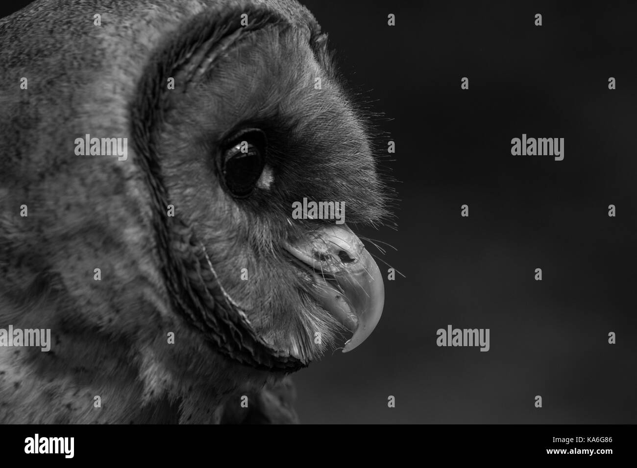 Owl testa con faccia a faccia ashy in primo piano su sfondo scuro Foto Stock