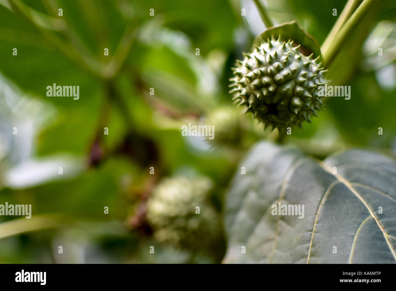 Verde sconosciuto frutta pungenti Foto Stock