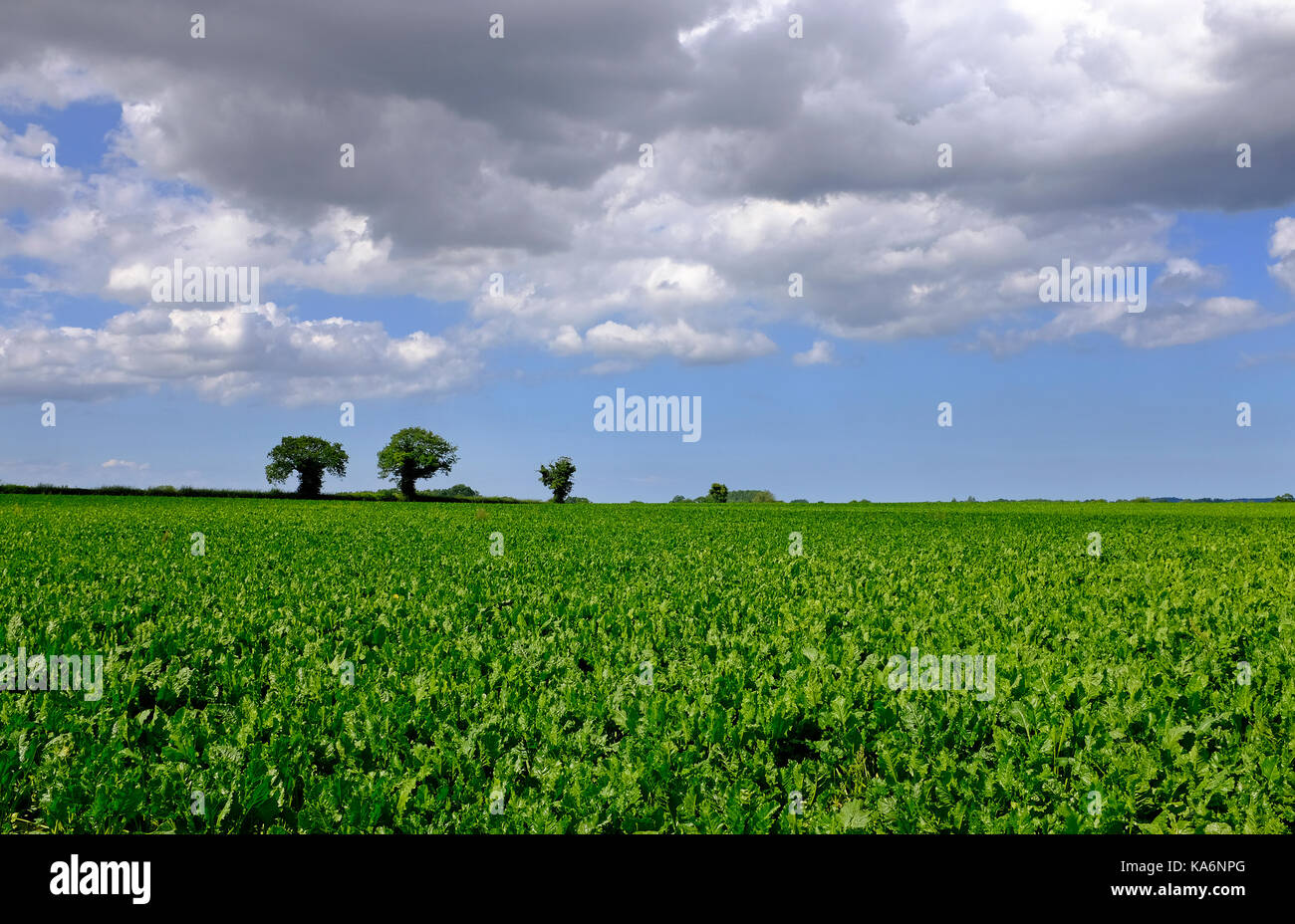 La barbabietola da zucchero campo, North Norfolk, Inghilterra Foto Stock