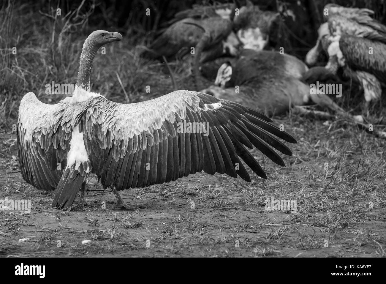 In pericolo critico African white-backed vulture (Gyps africanus) con ali teso, in atterraggio a festa su una carcassa, il Masai Mara, Kenya Foto Stock
