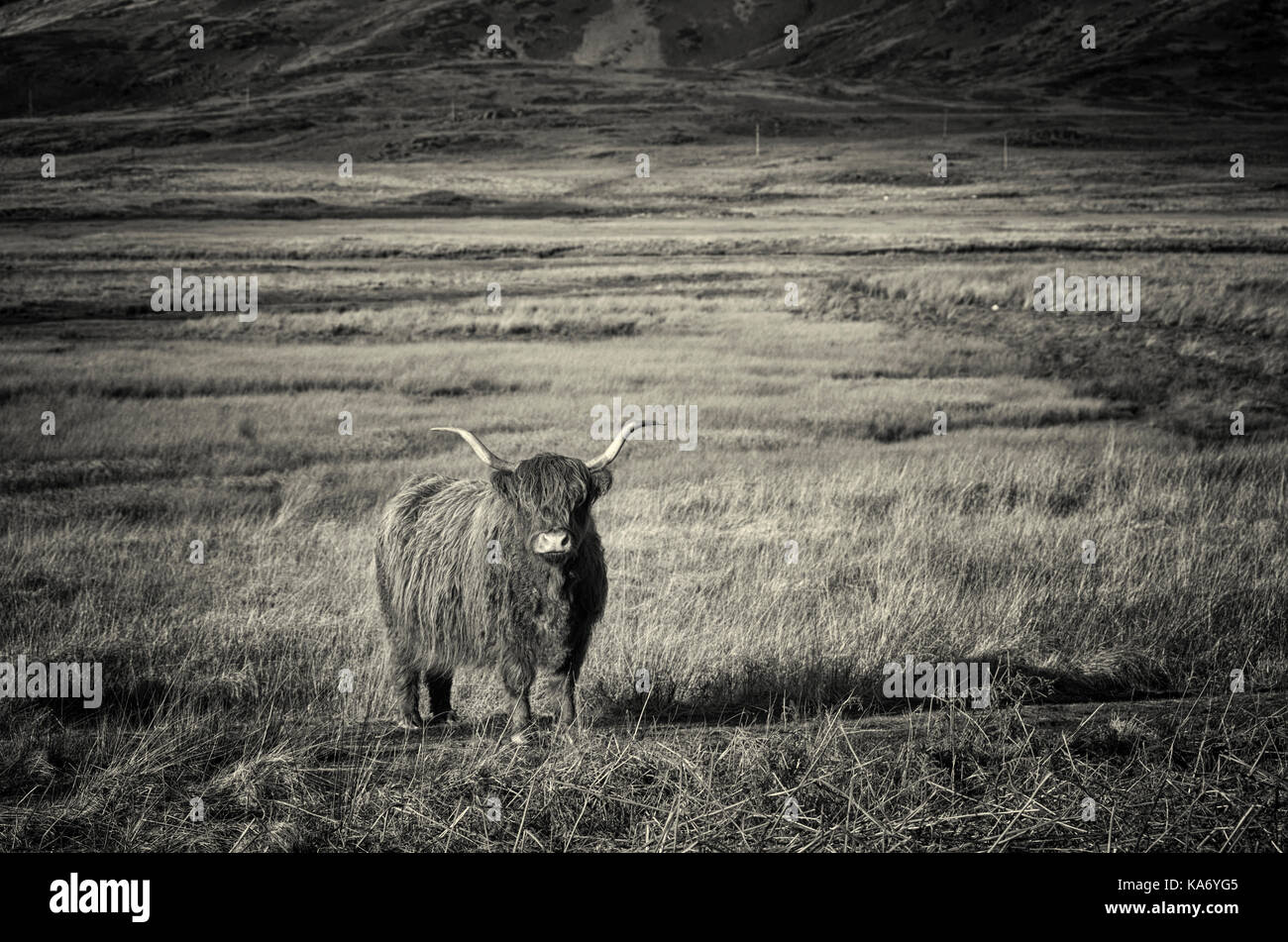 Highland mucca guardando la fotocamera sull'Isle of Mull, Scozia Foto Stock