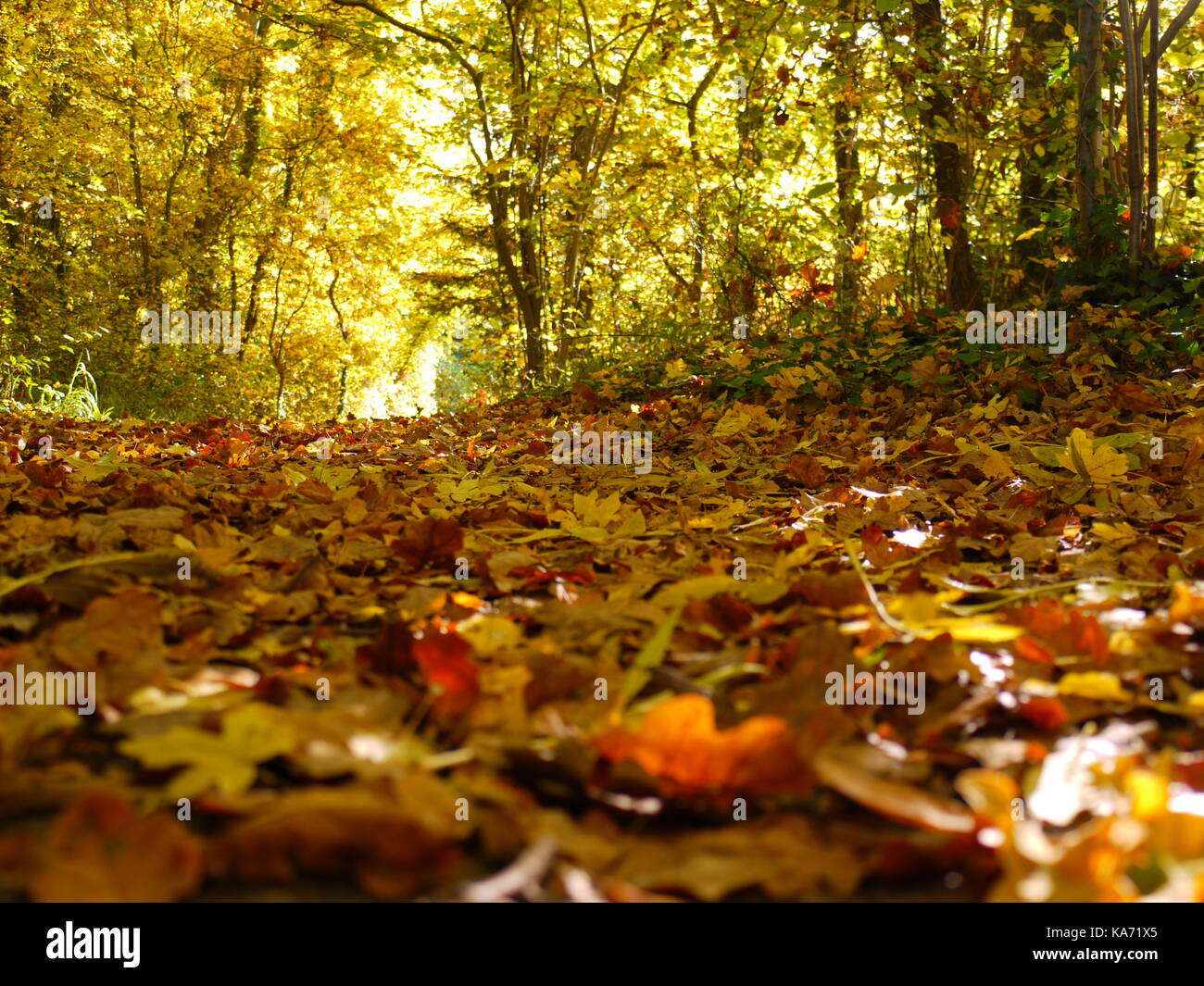 Il canale di Basingstoke Foto Stock