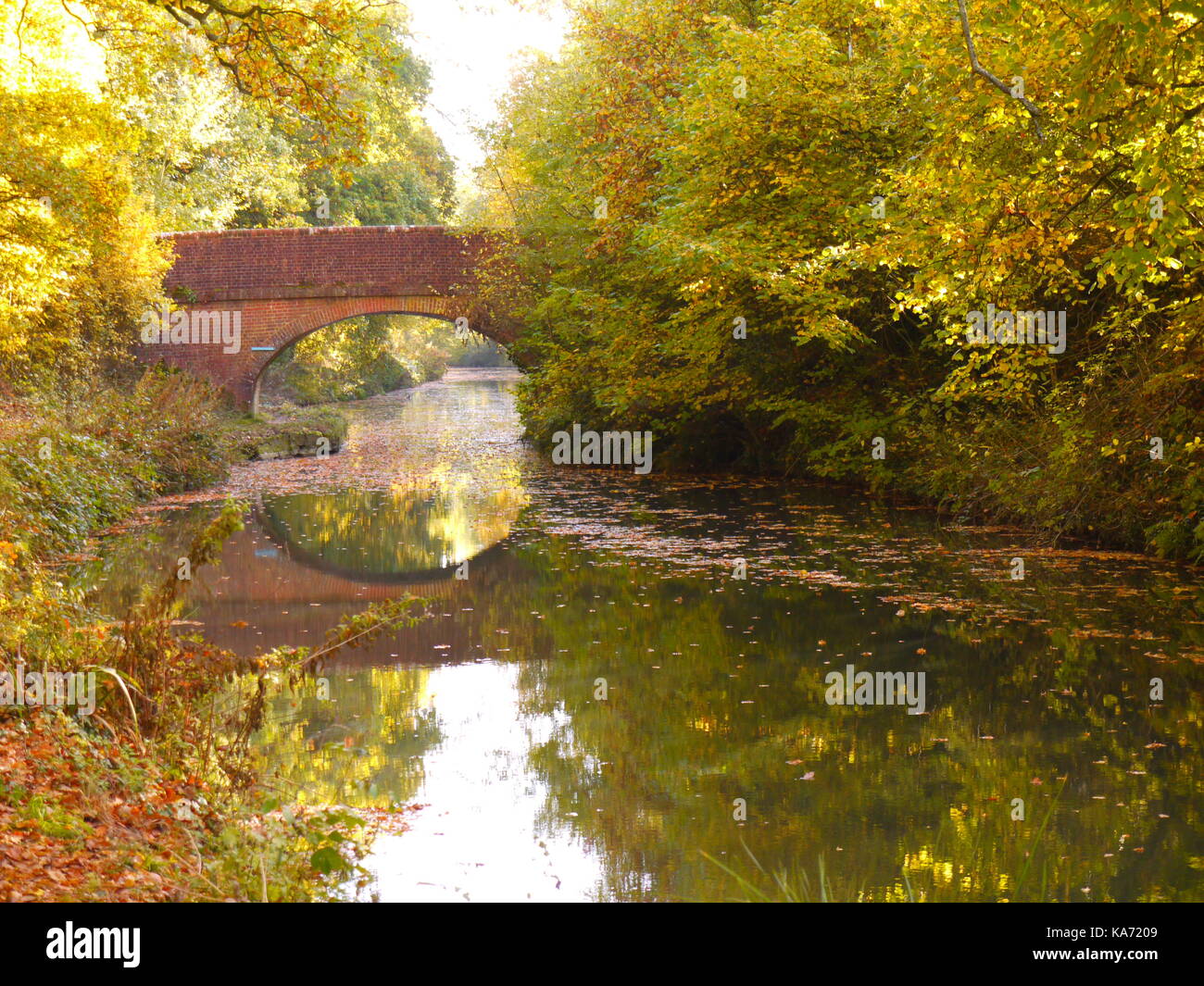 Il canale di Basingstoke Foto Stock