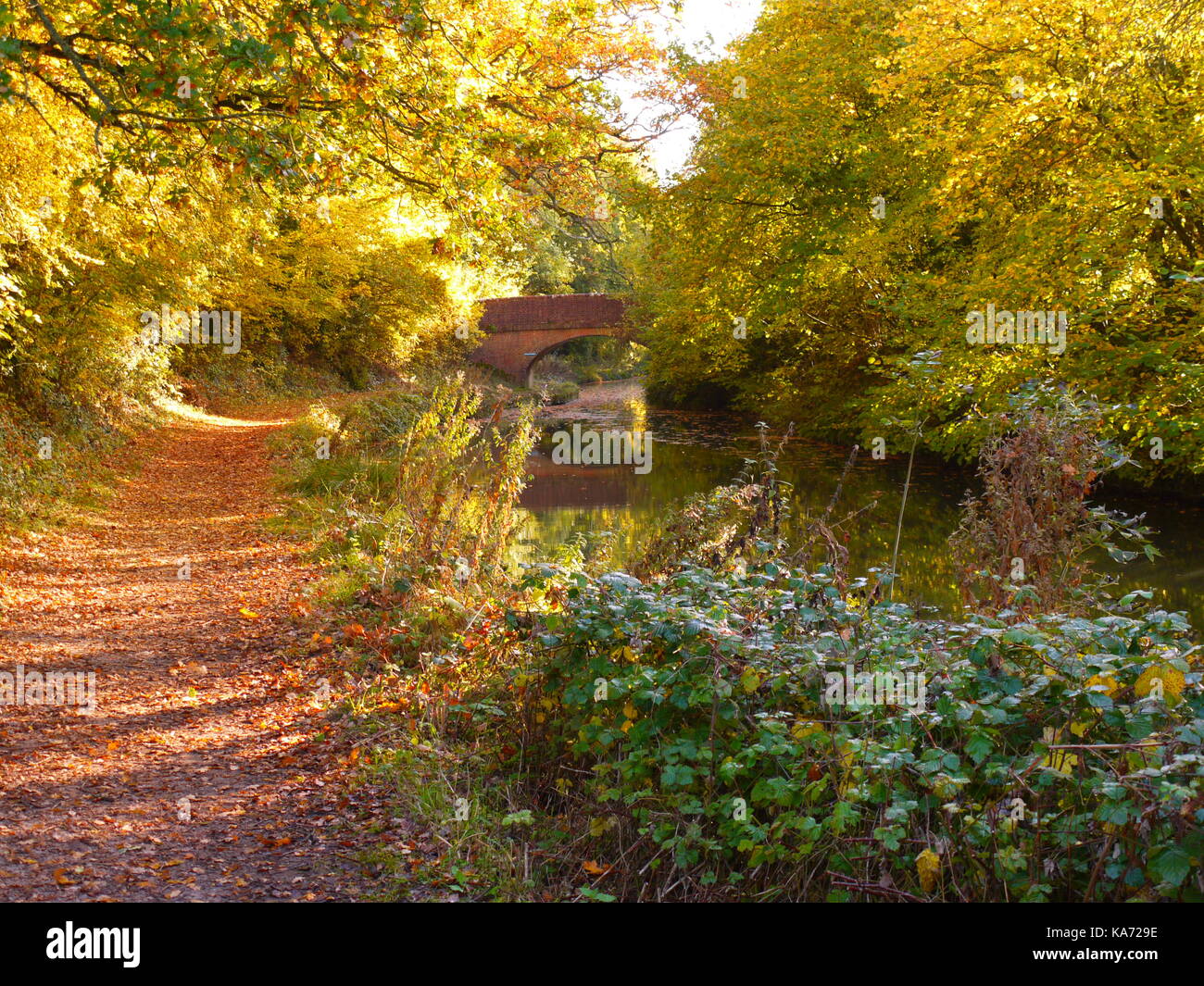 Il canale di Basingstoke Foto Stock