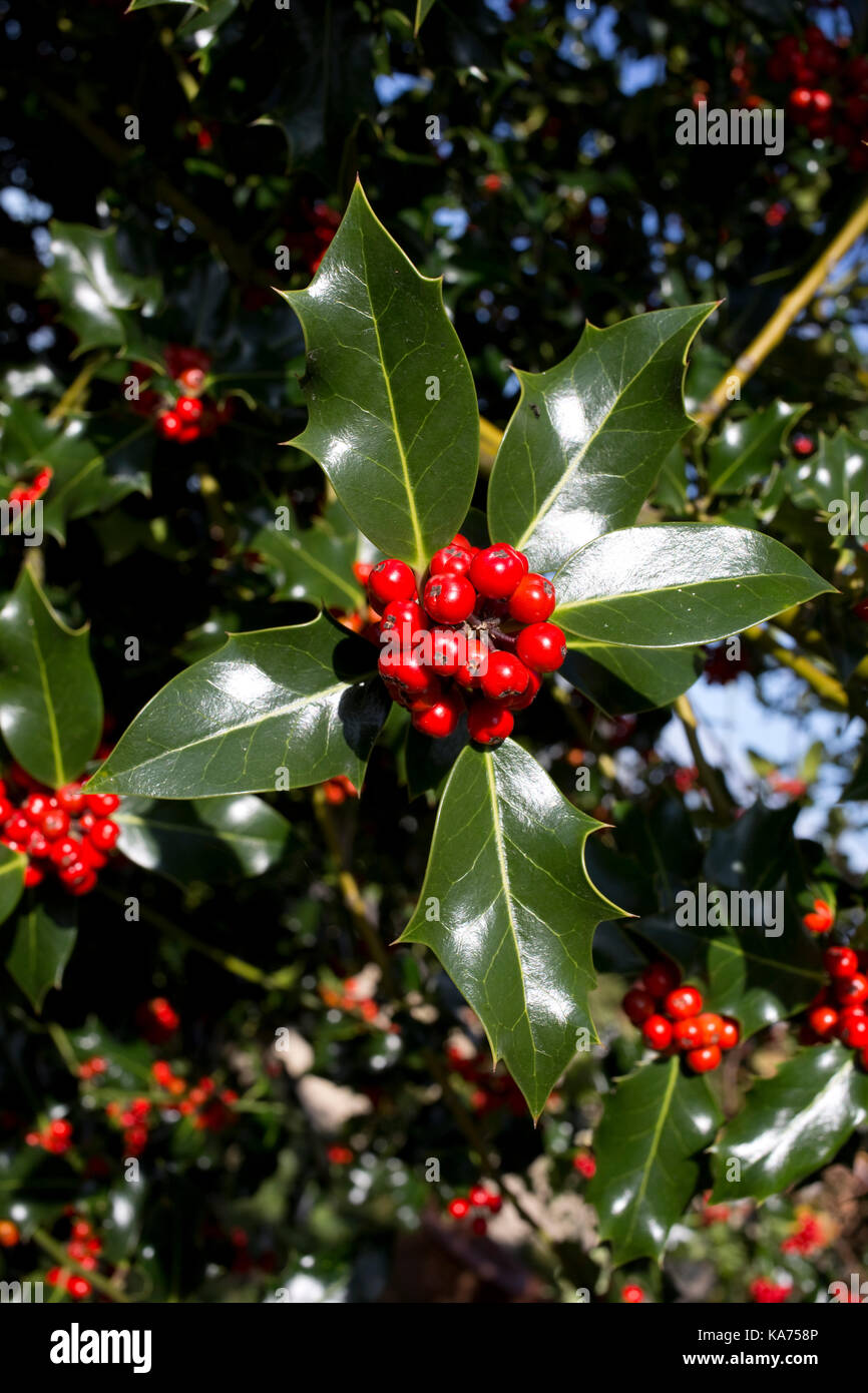 Holly Tree Ilex aquifolium laden con luminosi di bacche rosse settembre 2017 costwolds regno unito Foto Stock