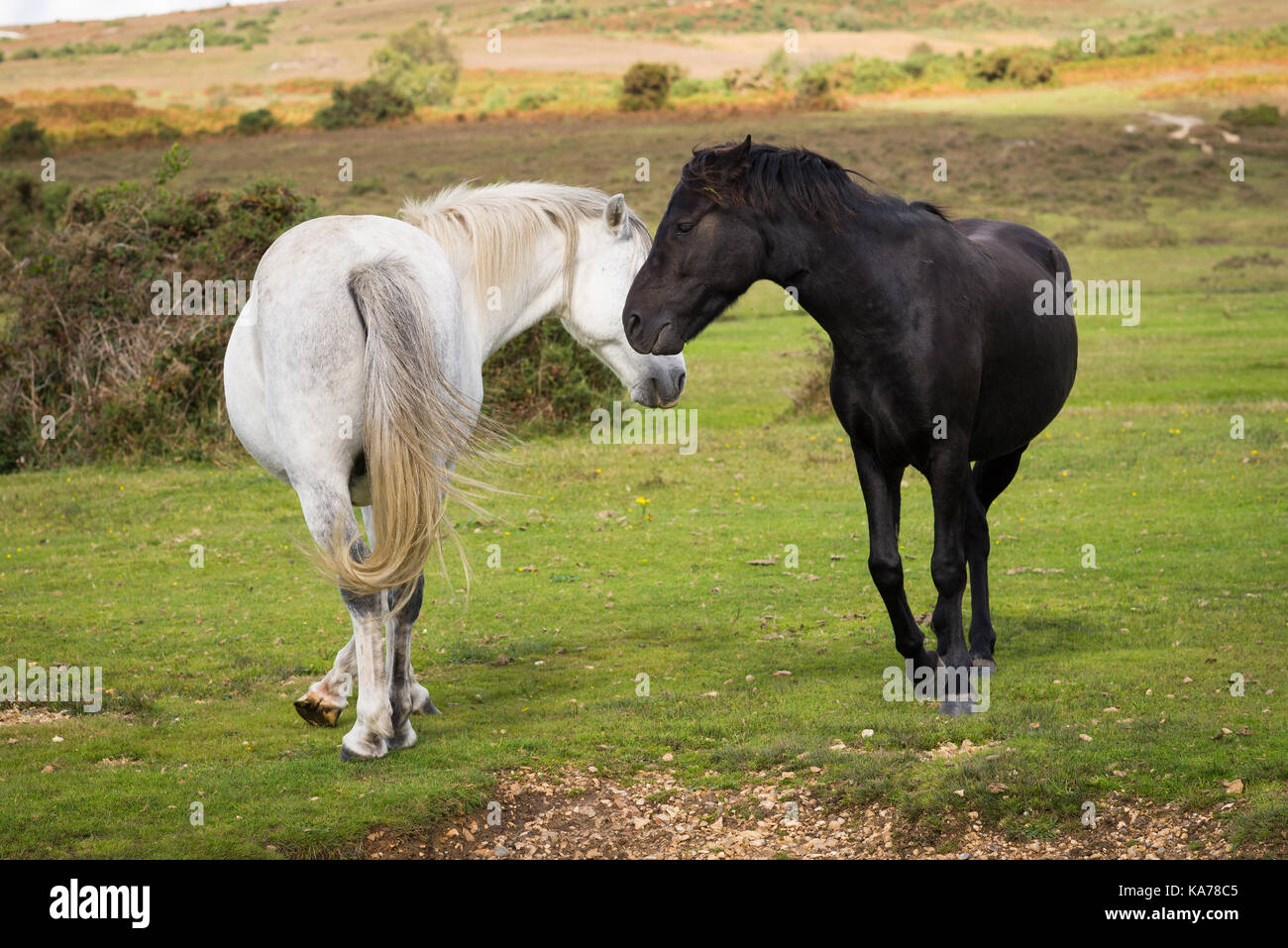 Due cavalli, uno nero e uno bianco, eseguire una danza di corteggiamento, rotante in un giocoso cerchio. Foto Stock