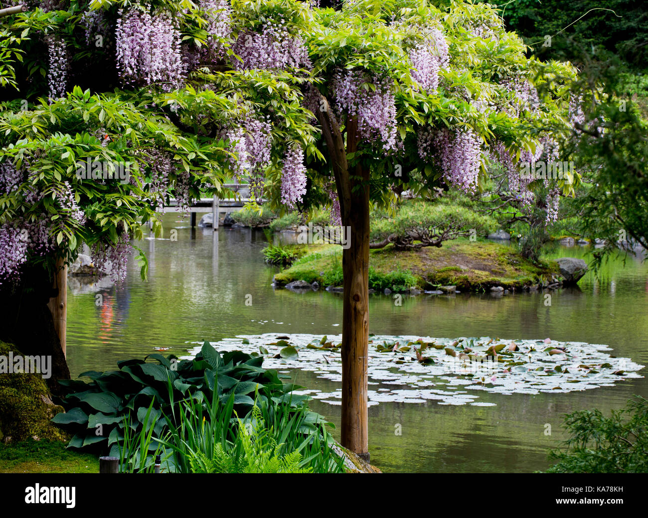 Giardino giapponese, Seattle, nello Stato di Washington, USA. Foto Stock