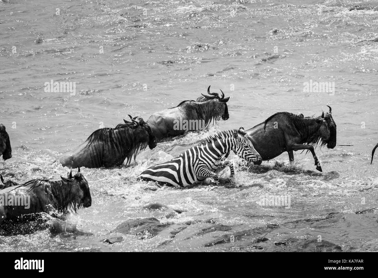 Blue GNU (Connochaetes taurinus) e pianure zebra (Equus burchellii) lotta attraverso veloce che scorre il fiume Mara punto di incrocio, il Masai Mara, Kenya Foto Stock