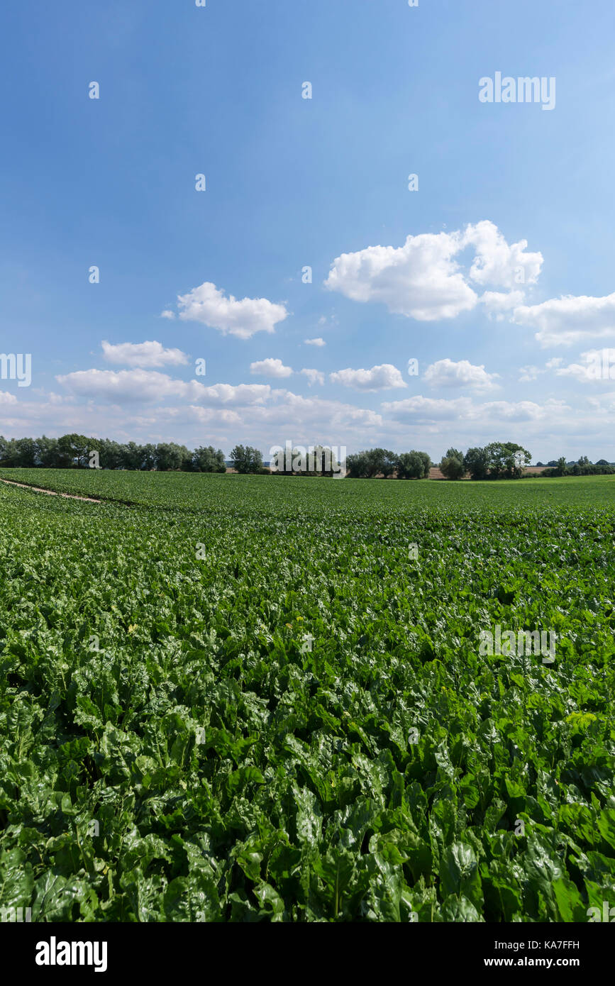 La barbabietola da zucchero campo, la coltivazione di barbabietole da zucchero (Beta vulgaris), zucchero beetsfield, vicino rhena, Meclemburgo-Pomerania occidentale Foto Stock