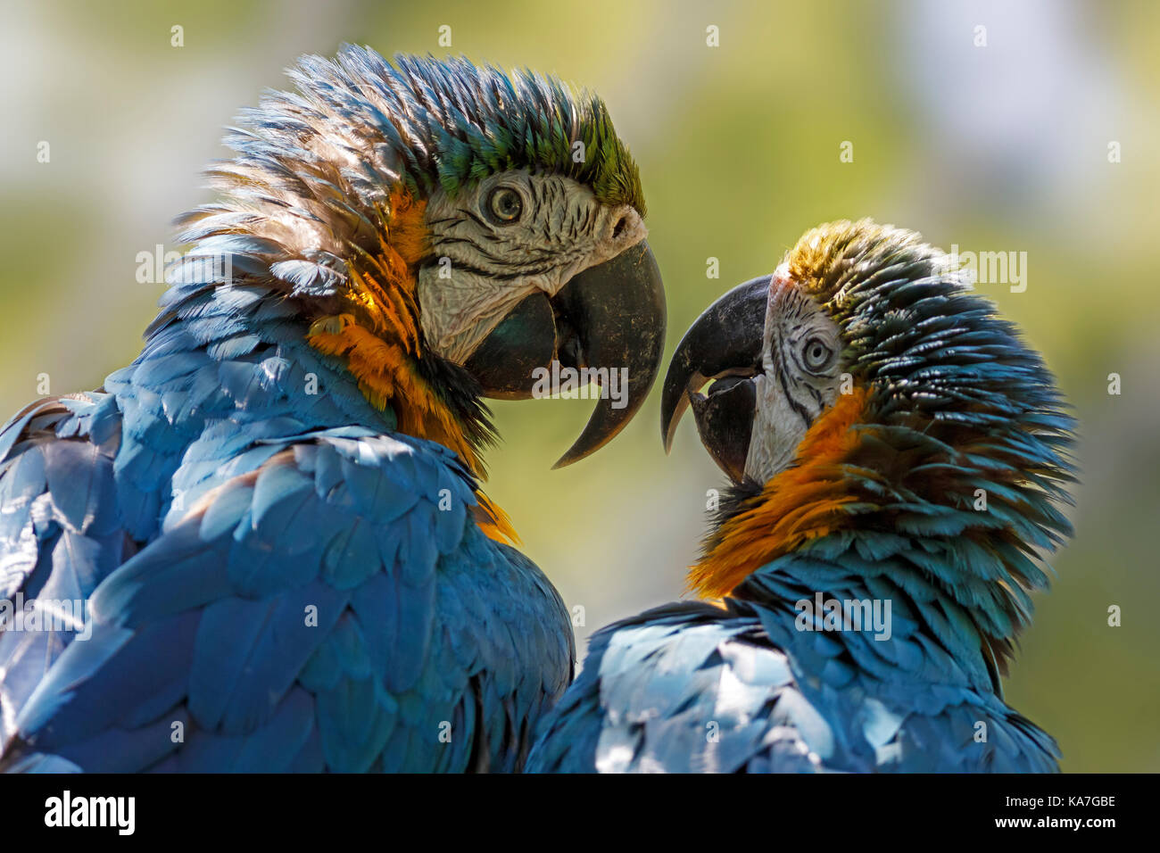 Il blu e il giallo (pappagalli ara ararauna), captive Foto Stock