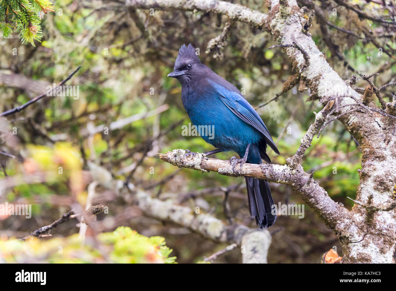 Steller jay (cyanocitta stelleri) in ucluelet, British Columbia, Canada Foto Stock