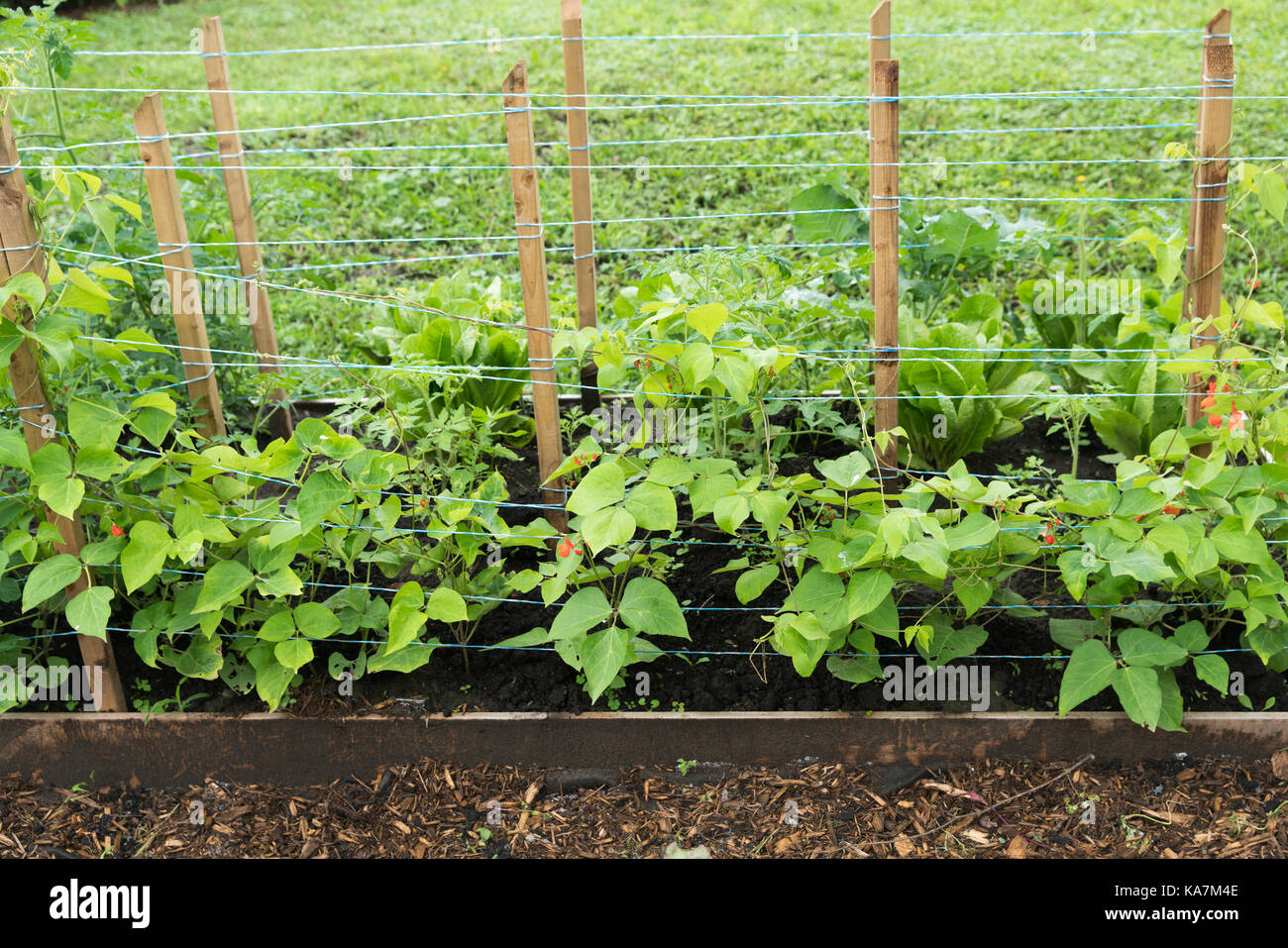 Sana fioritura di giovani piante di fagiolo, Phaseolus coccineus, nel letto giardino Foto Stock