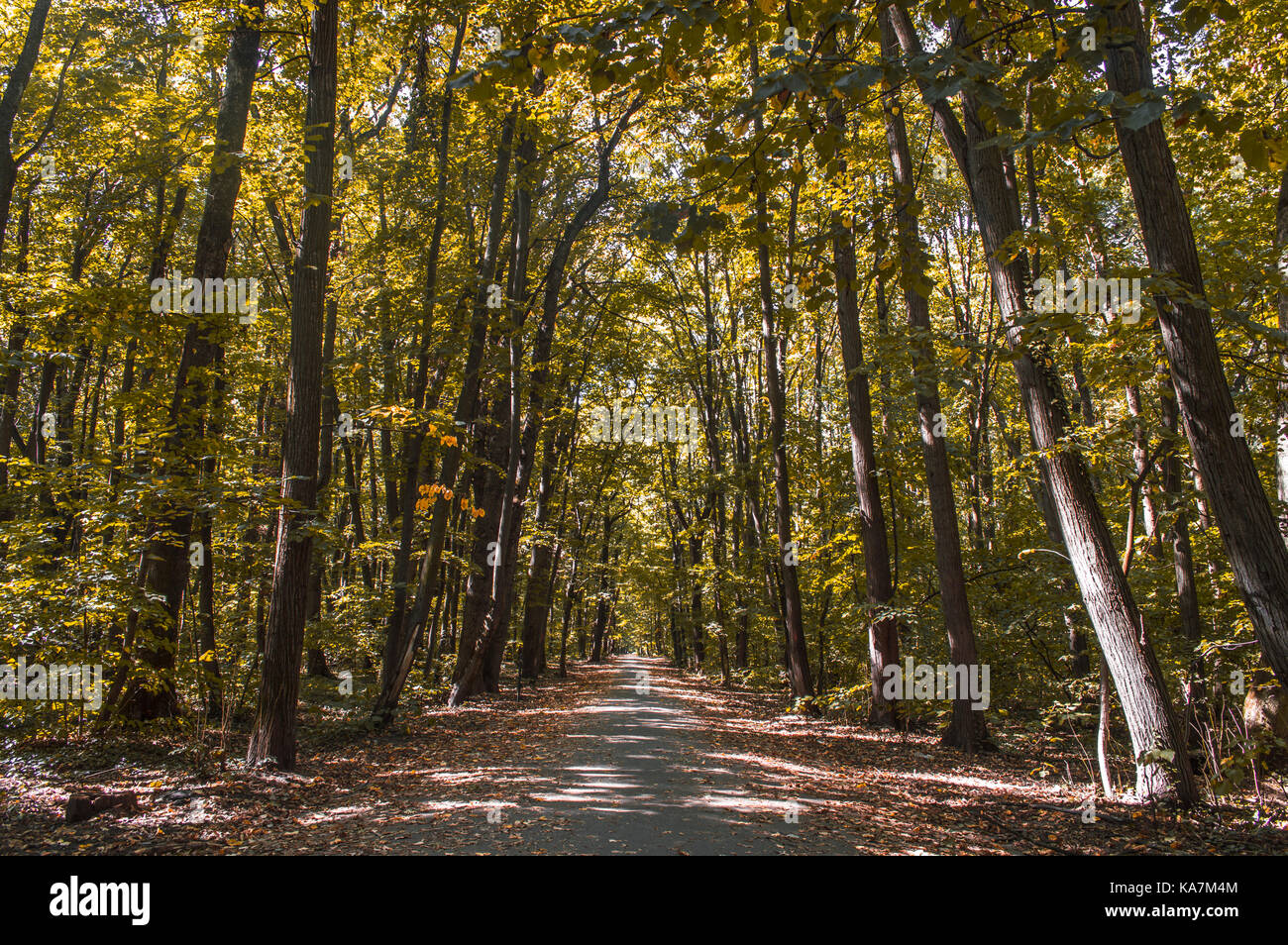 D'autunno bella strada arrugginito Foto Stock