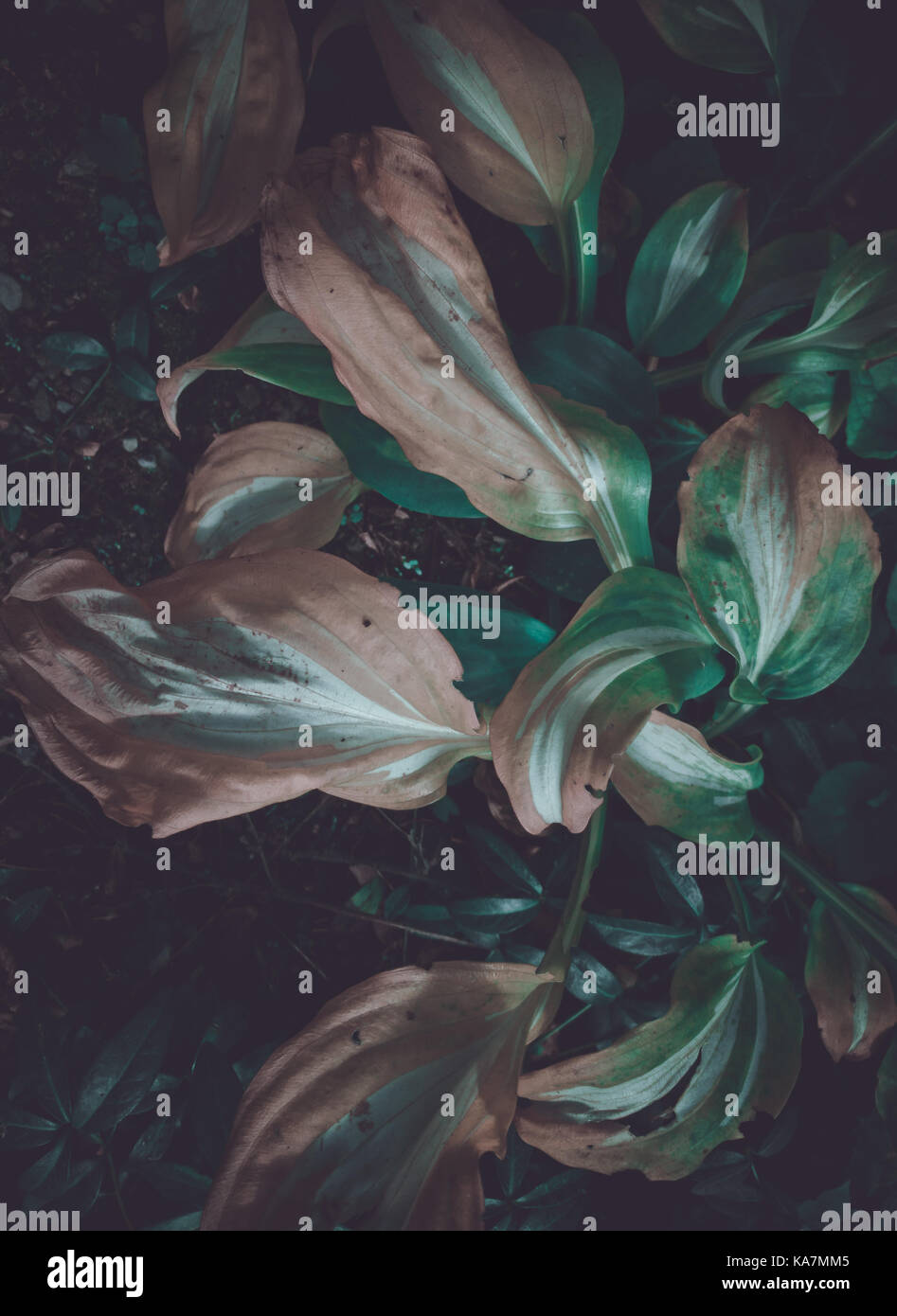 Impianto con arancione bianco e verde di foglie in un paesaggio scuro Foto Stock