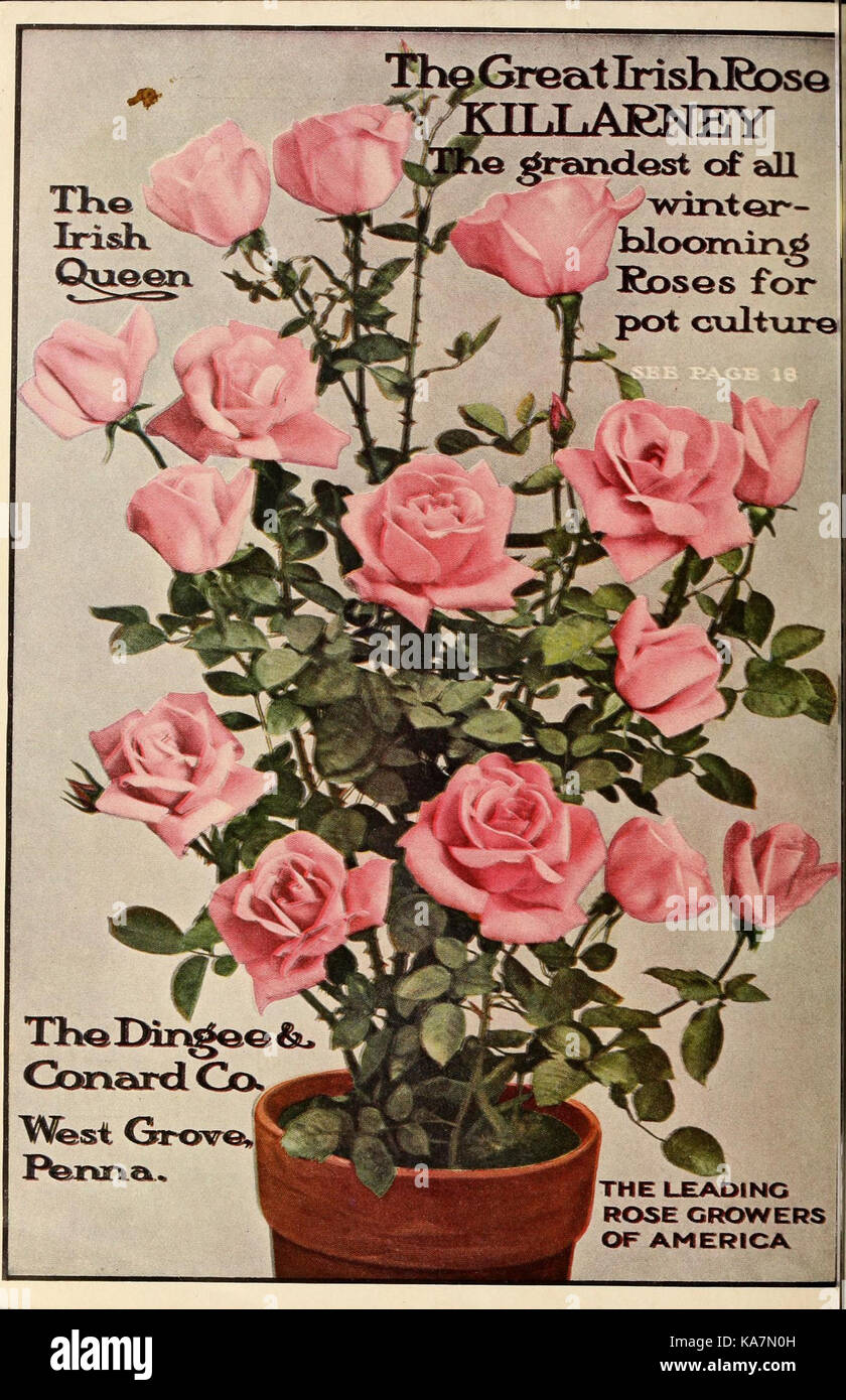 La molla i bulbi rose e piante di casa per la caduta di piantare (16988019681) Foto Stock