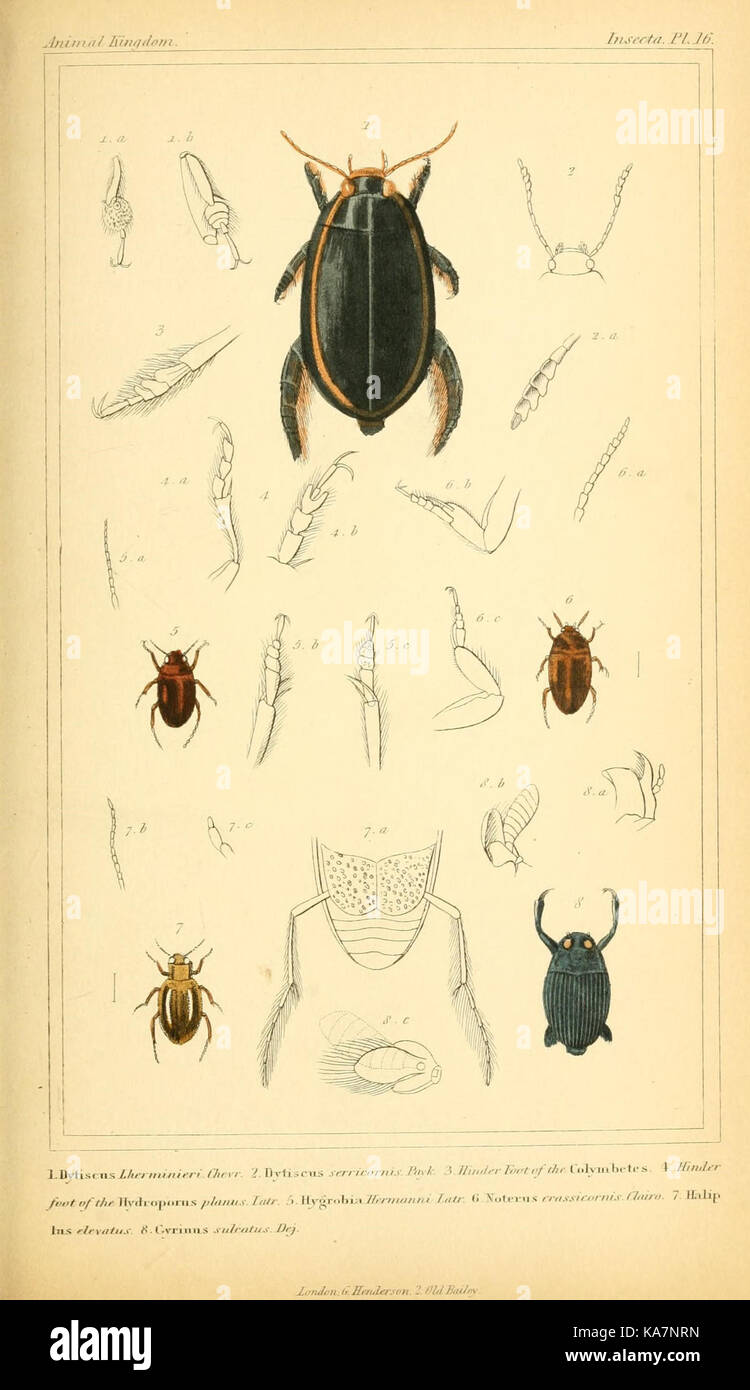 Il regno animale, disposte secondo la sua organizzazione, che serve come base per la storia naturale di animali (10293408335) Foto Stock