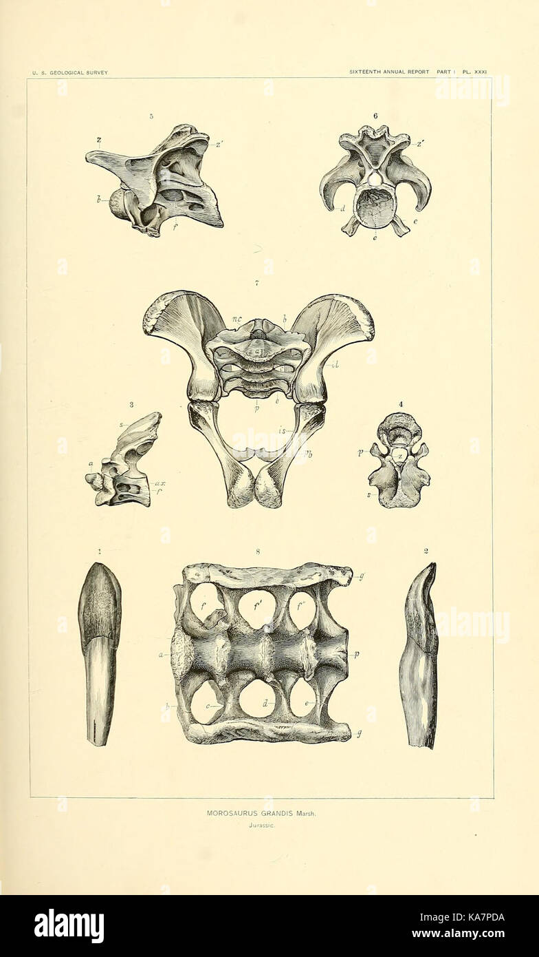 I dinosauri del Nord America (7368729386) Foto Stock