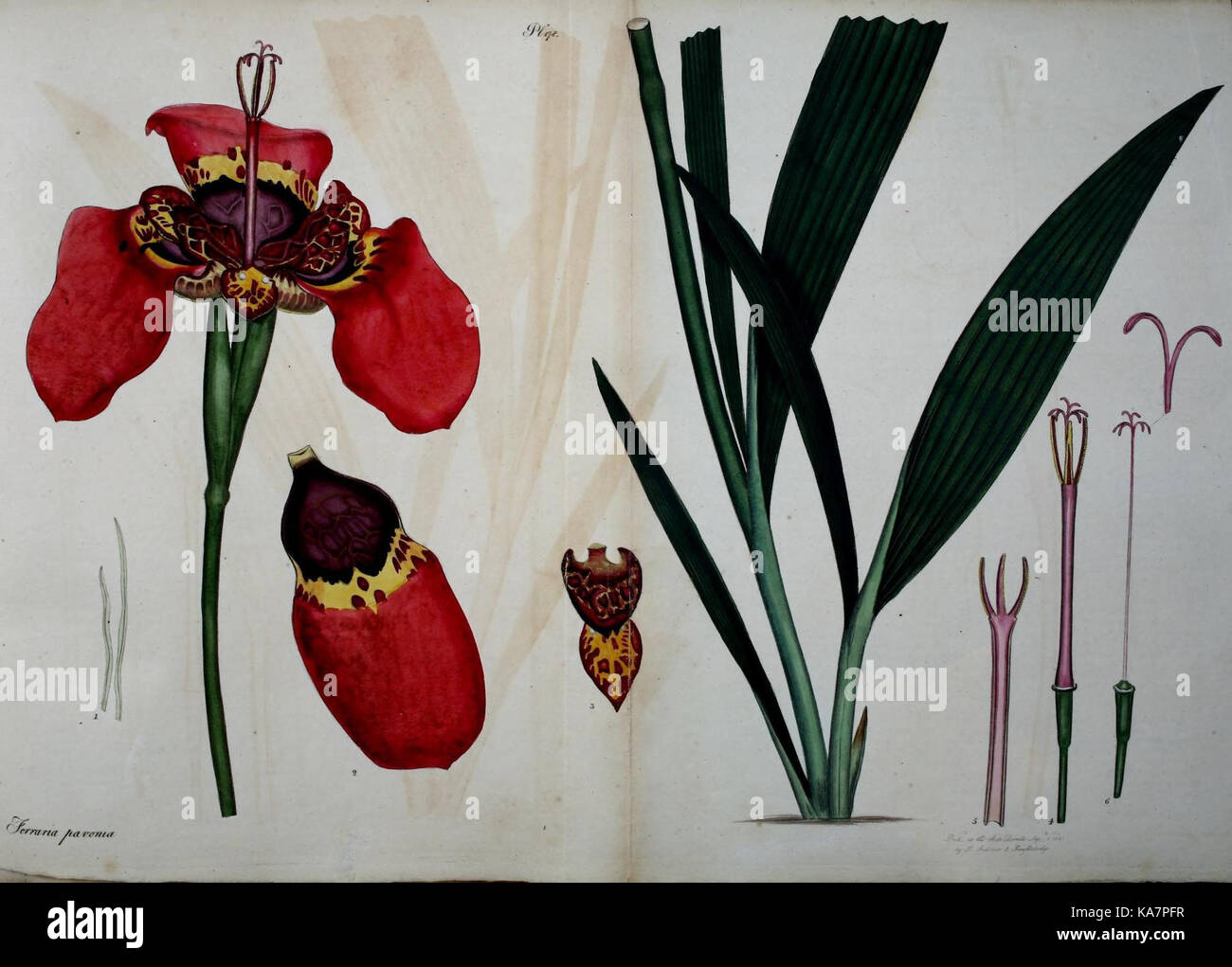 Il "Botanist's Repository" comprende opere dettagliate sulle piante rare, incentrate sulla documentazione e la conservazione degli esemplari botanici, curate dalle biblioteche Smithsonian. Foto Stock