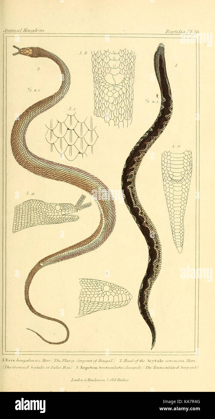 Questo lavoro funge da guida fondamentale alla storia naturale degli animali, presentando un sistema di classificazione delle specie. Fa parte della vasta collezione della Smithsonian Institution Libraries sulla zoologia e la classificazione degli animali. Foto Stock