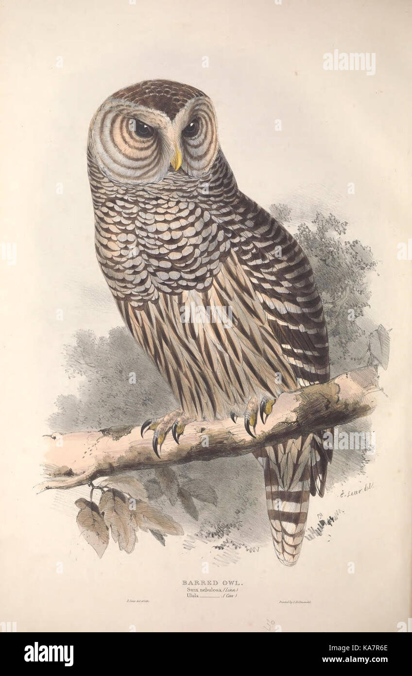 Una raccolta fotografica dettagliata intitolata "gli uccelli d'Europa", con uccelli provenienti da varie regioni d'Europa, che illustrano la loro diversità e il loro habitat attraverso l'arte e la fotografia. Foto Stock