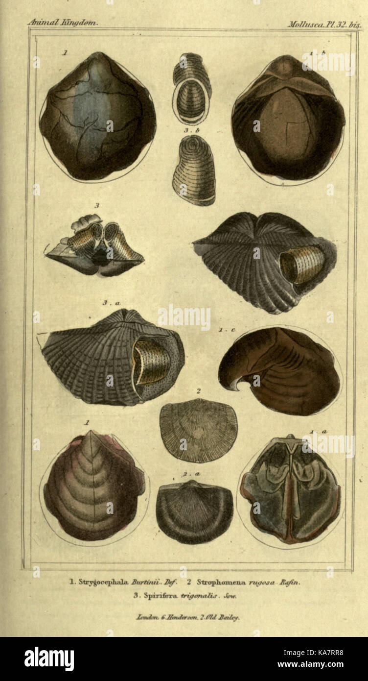 La piastra 32 di un lavoro sul regno animale organizza le specie in base alla loro struttura biologica, fornendo uno studio fondamentale per la storia naturale degli animali. Descrive dettagliatamente la classificazione e le relazioni all'interno del regno animale. Foto Stock