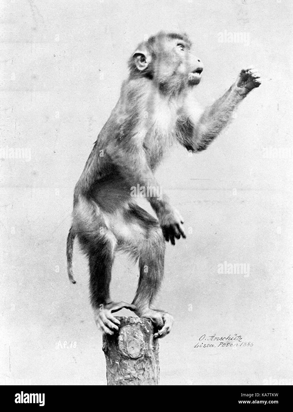 Lo Strinare 1886 Foto Stock