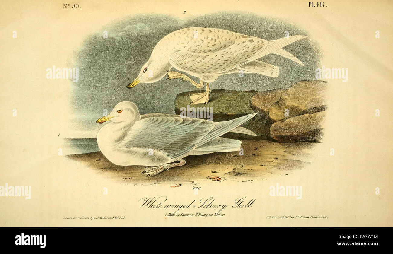 Gli uccelli di America (Pl. 447) (8594212625) Foto Stock