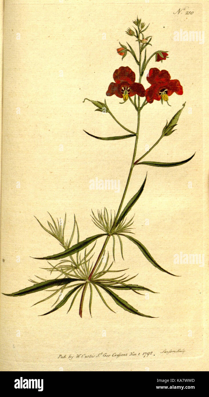 La rivista botanico o, Flower Garden visualizzato (piastra 210) (8560625102) Foto Stock