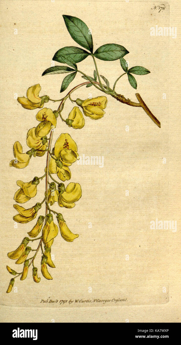 La rivista botanico o, Flower Garden visualizzato (piastra 176) (8560601646) Foto Stock