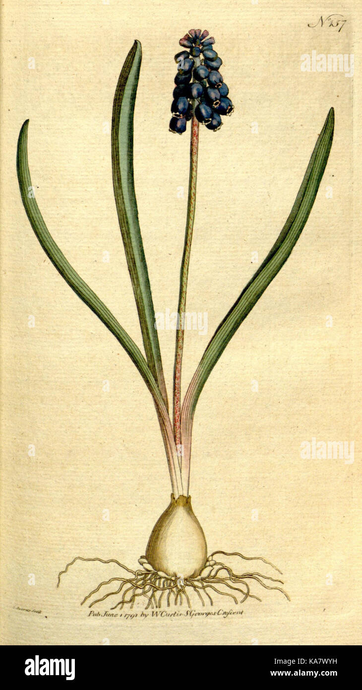 La rivista botanico o, Flower Garden visualizzato (piastra 157) (8559480809) Foto Stock