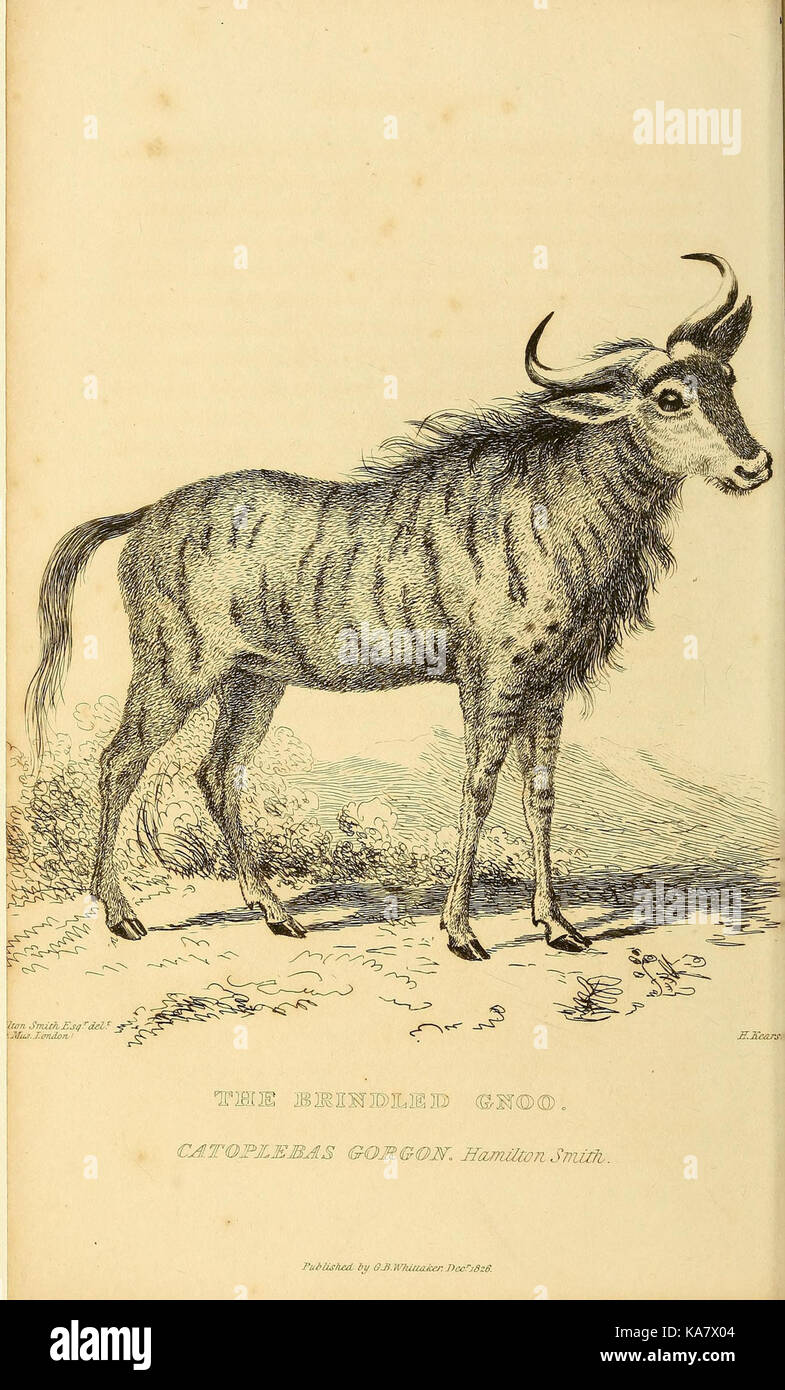 Il regno animale (Pl. 45) (8188131475) Foto Stock
