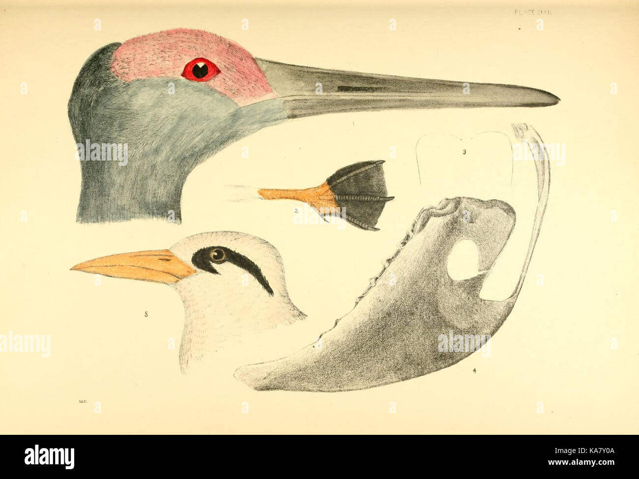 Gli uccelli del Nord America orientale (piastra XXXII) (7603004988) Foto Stock