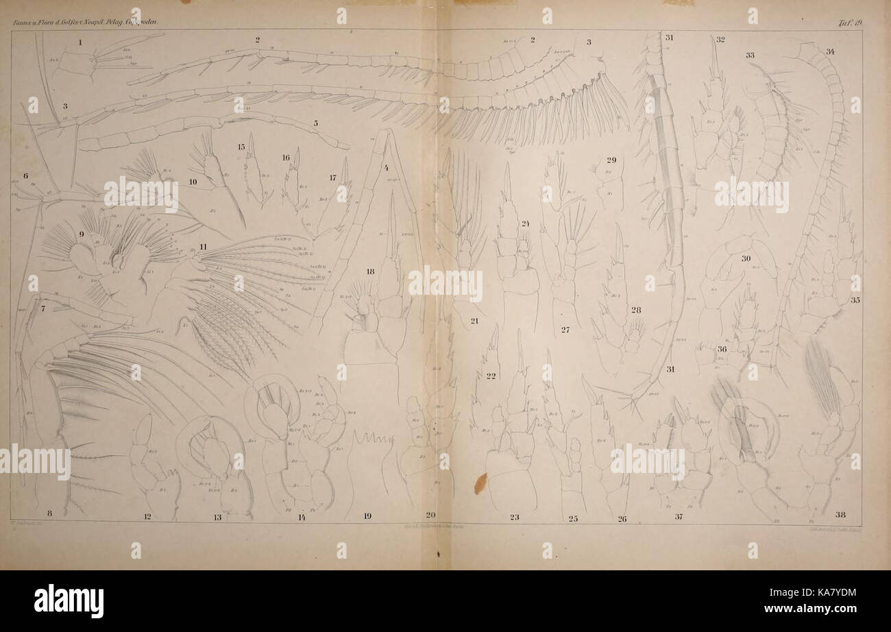 Systematik und faunistik der pelagischen copepoden des golfes von Neapel und der angrenzenden meeres abschnitte (TAF. 19) (6973139808) Foto Stock