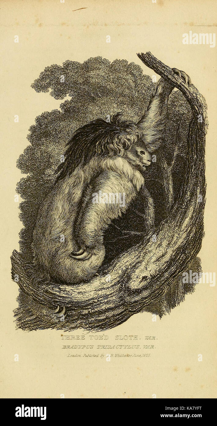Questo titolo si riferisce a una stampa o a un'illustrazione di "The Animal Kingdom", che probabilmente ritrae varie specie nei loro ambienti naturali. L'immagine può far parte di una serie più ampia che mostra la diversità animale. Foto Stock