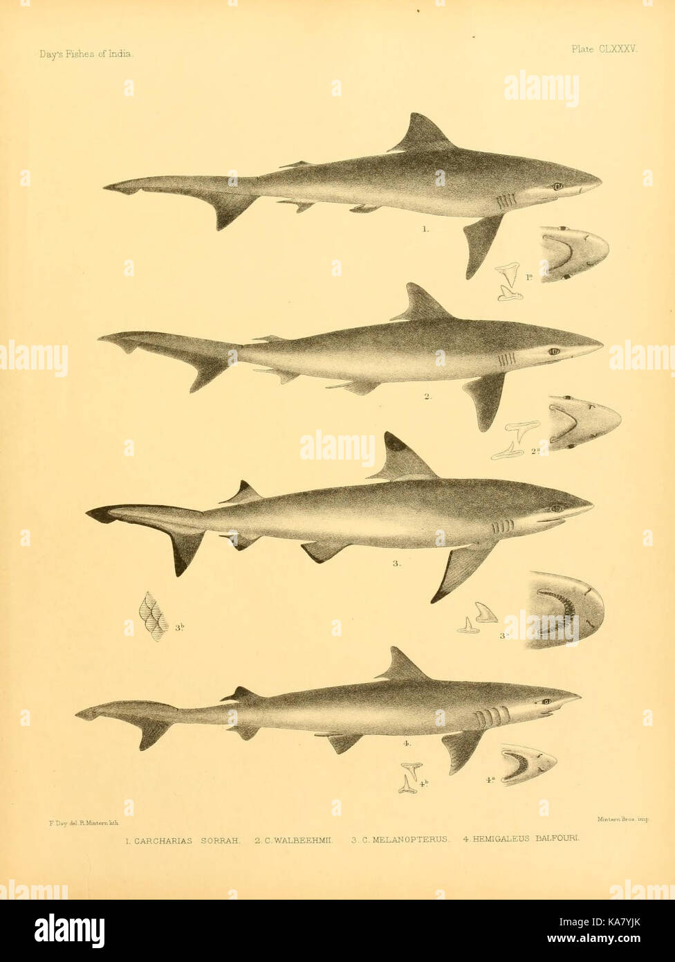 "I pesci dell'India” è un lavoro autorevole sulla biodiversità marina nell'Oceano Indiano. La placca CLXXXV illustra varie specie di pesci che si trovano nel Golfo del Bengala, in Birmania e in Sri Lanka, documentando la loro diversità e il loro significato ecologico. Foto Stock