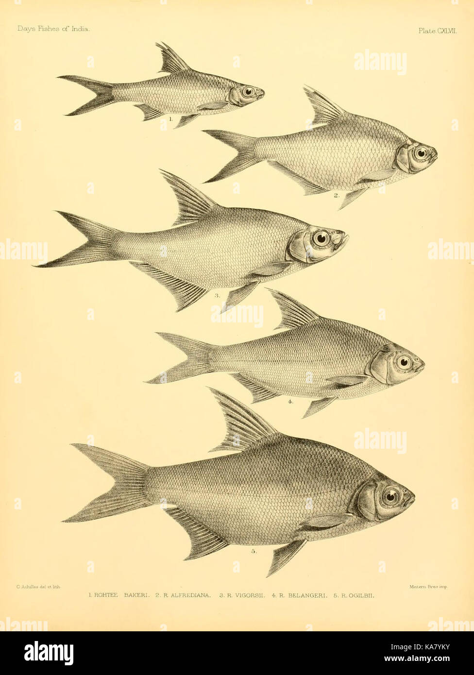 Questa illustrazione raffigura pesci marini provenienti dall'India, dal Golfo del Bengala e dalla Birmania, come documentato nella collezione "pesci dell'India" della Biblioteca Ernst Mayr dell'Università di Harvard. Mette in evidenza la diversità della vita marina nell'Oceano Indiano e nelle acque circostanti. Foto Stock