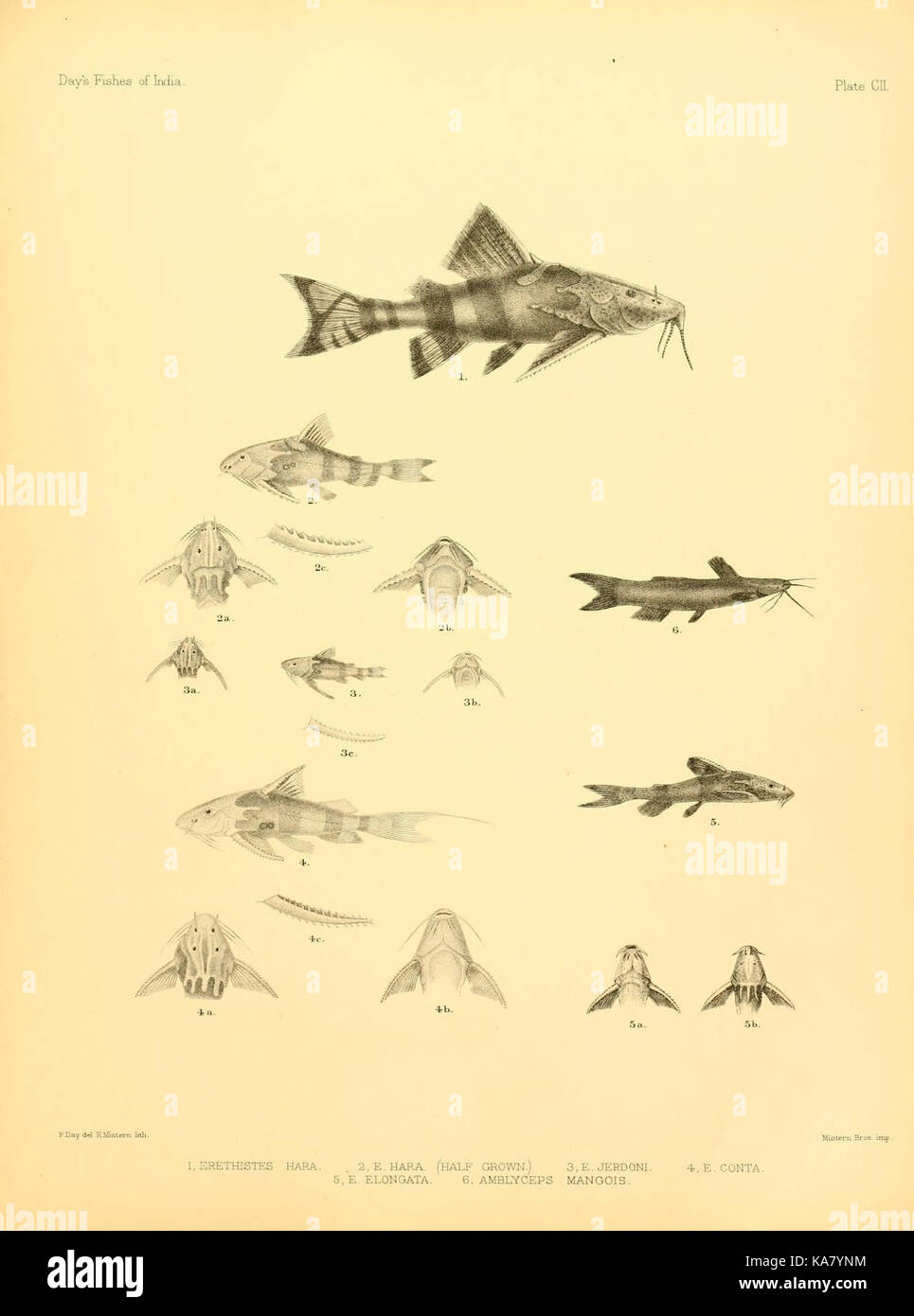 La placca CII di "i pesci dell'India" fornisce un'illustrazione dettagliata di varie specie marine presenti nell'Oceano Indiano, in particolare intorno al Bengala, al Golfo del Bengala, alla Birmania e allo Sri Lanka. Lo studio, ospitato presso l'MCZ di Harvard e la Biblioteca Ernst Mayr, è un importante riferimento per la biologia marina. Foto Stock