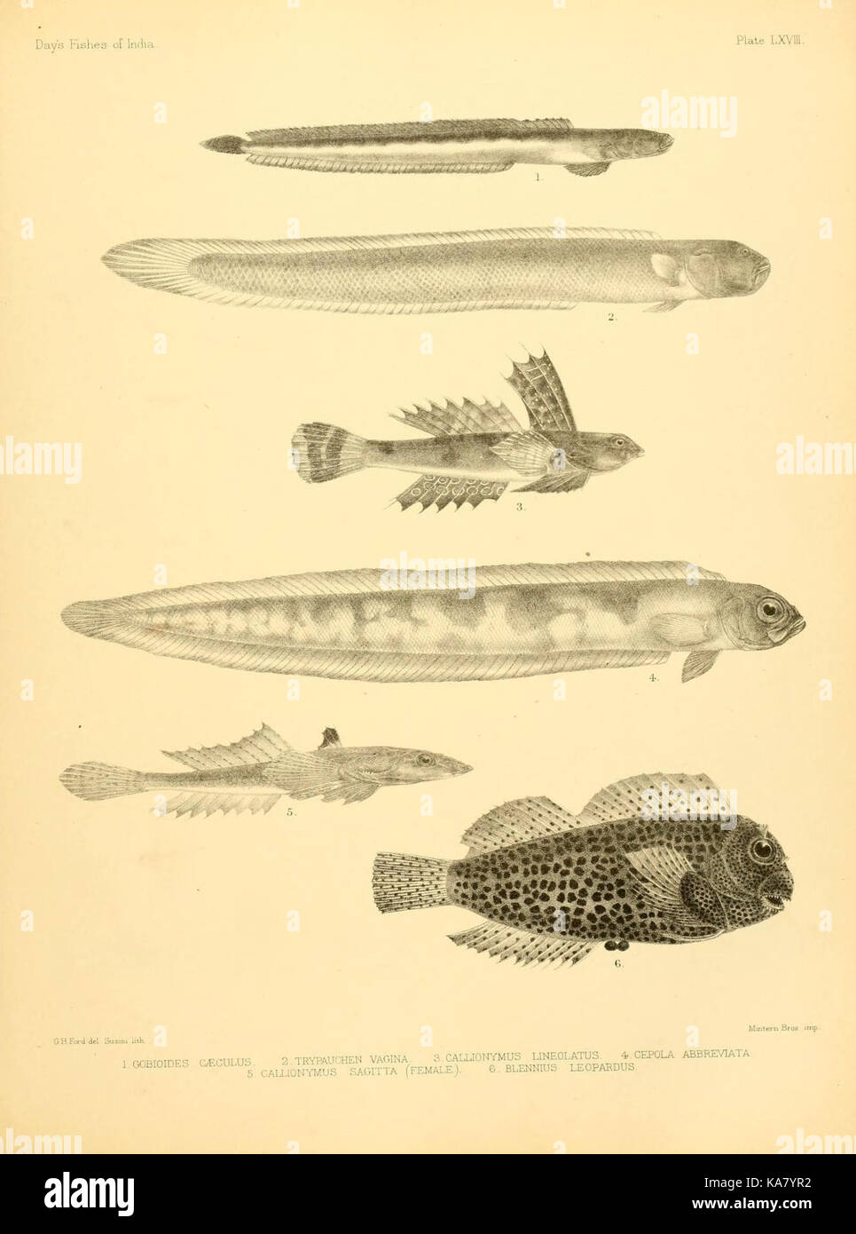 Un'illustrazione tratta da "i pesci dell'India", che mostra varie specie di pesci che si trovano nel Golfo del Bengala, in Birmania e nelle acque circostanti. Questo studio evidenzia la biodiversità marina nell'Oceano Indiano, comprese le specie provenienti dall'India e dallo Sri Lanka. L'opera fa parte della collezione della biblioteca Ernst Mayr dell'Università di Harvard. Foto Stock