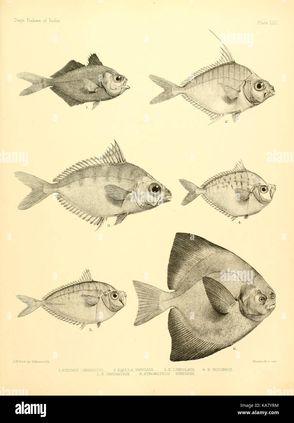 Questo piatto di *The Fishes of India* raffigura specie di pesci marini che si trovano nel Golfo del Bengala e nelle regioni circostanti, tra cui lo Sri Lanka, che mostrano la biodiversità dell'Oceano Indiano. Foto Stock