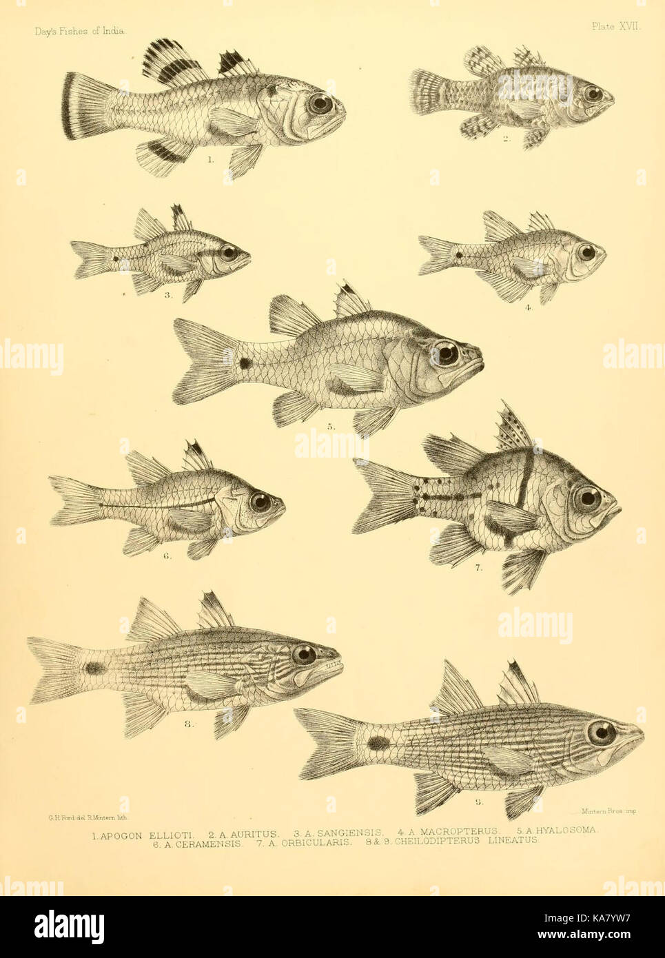 Questa immagine fa parte di una collezione che illustra la biodiversità marina dell'India, concentrandosi in particolare sulle specie ittiche del Golfo del Bengala, della Birmania e dello Sri Lanka. È stato probabilmente prodotto dal Museum of comparative Zoology dell'Università di Harvard, che mostra la vita marina nella regione dell'Oceano Indiano. Foto Stock