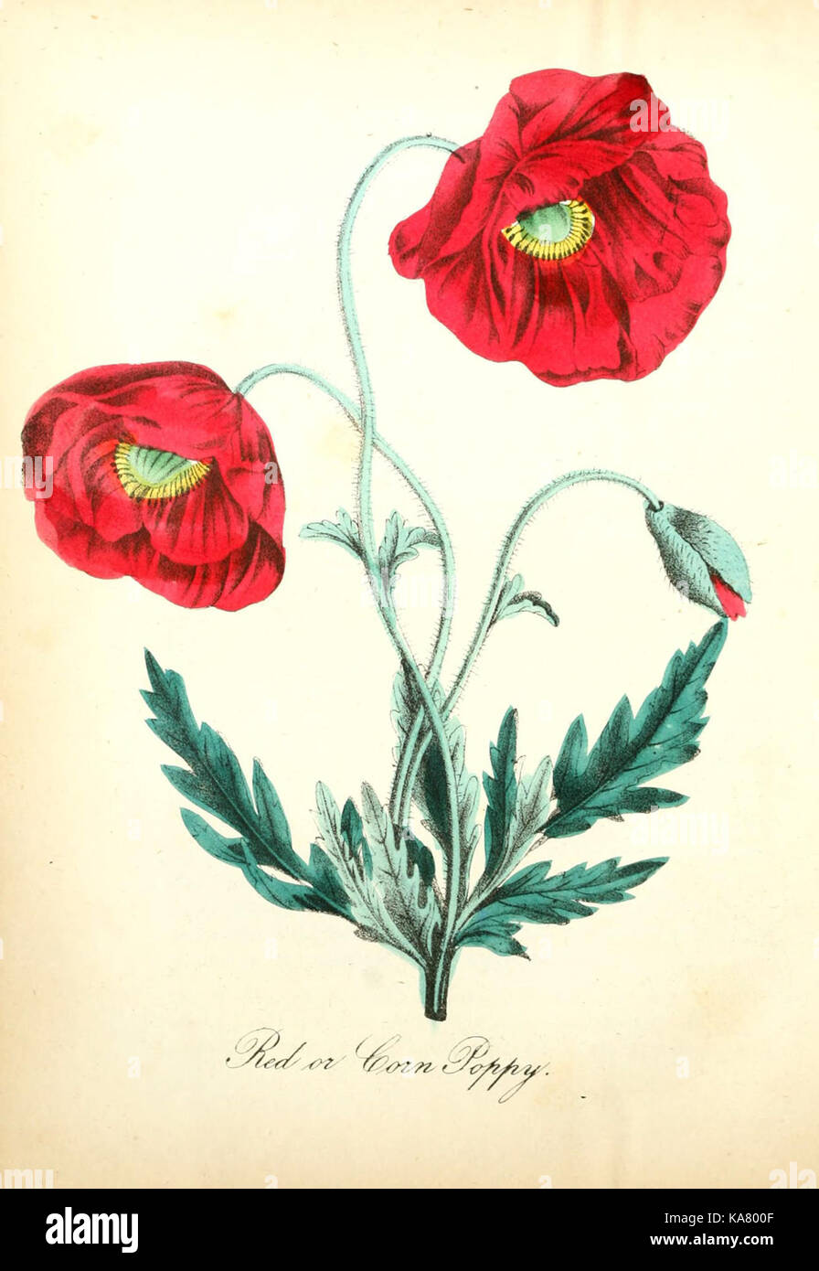 Questo piatto della "Flora americana" mostra varie piante medicinali native del Nord America, evidenziando la loro importanza nelle pratiche di guarigione tradizionali. Foto Stock