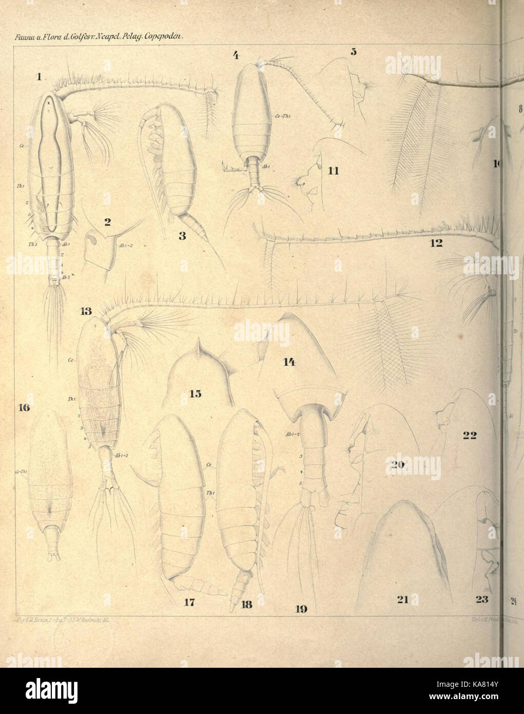 Systematik und faunistik der pelagischen copepoden des golfes von Neapel und der angrenzenden meeres abschnitte (18124211381) Foto Stock