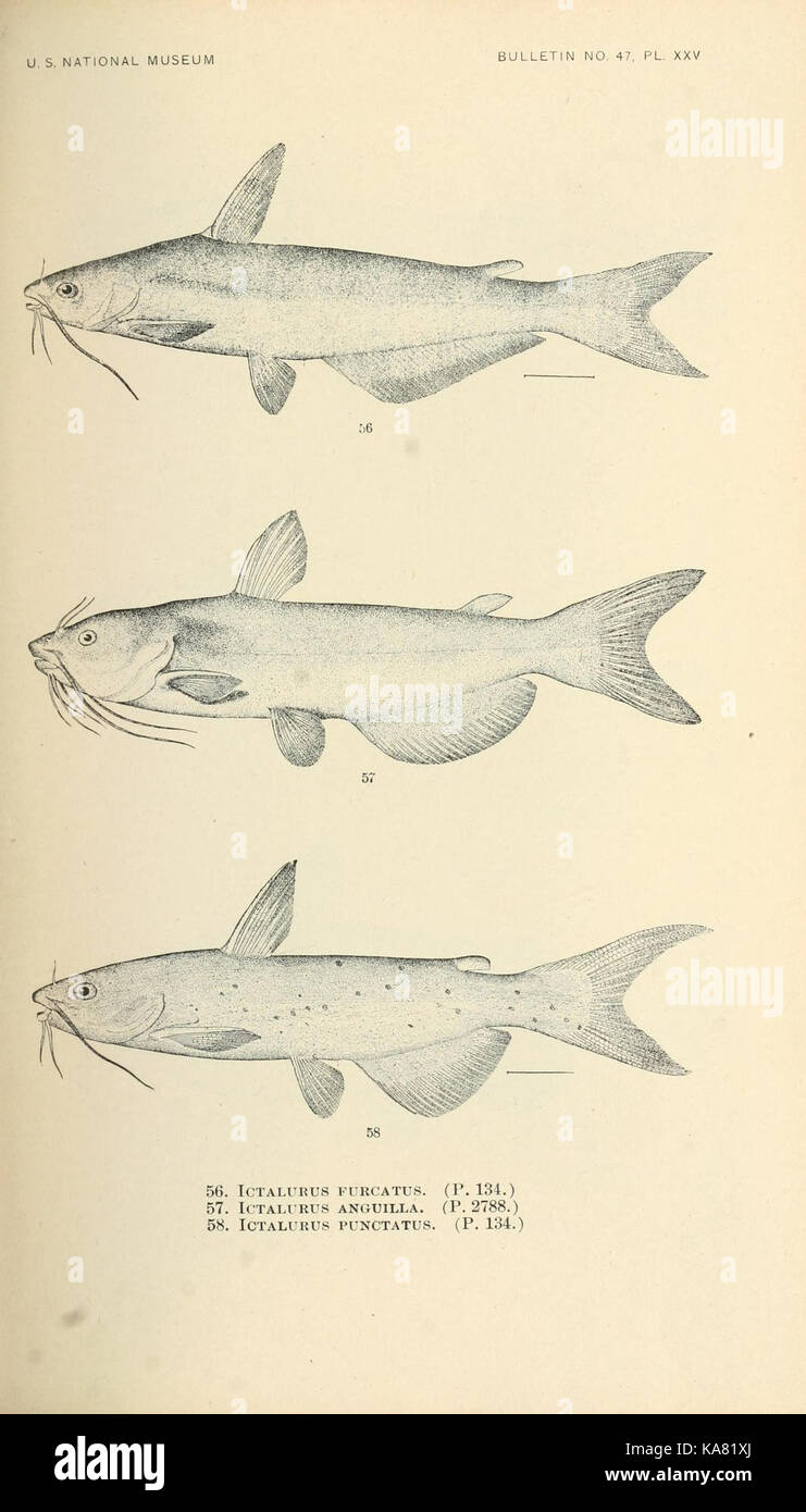 Un'illustrazione tratta da "i pesci del Nord e del Medio America", la placca XXV, che mostra varie specie di pesci che si trovano in queste regioni. Il piatto presenta una rappresentazione accurata dell'anatomia e delle specie dei pesci. Foto Stock