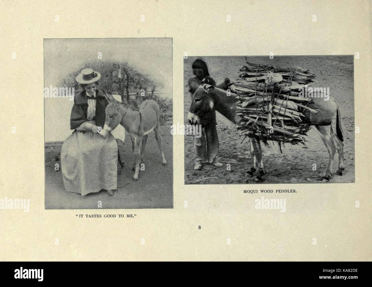 Il libro burro è un'opera pittorica che documenta la vita e il ruolo degli asini nella storia. Il libro contiene fotografie e illustrazioni che evidenziano l'importanza dell'animale in varie culture. Foto Stock