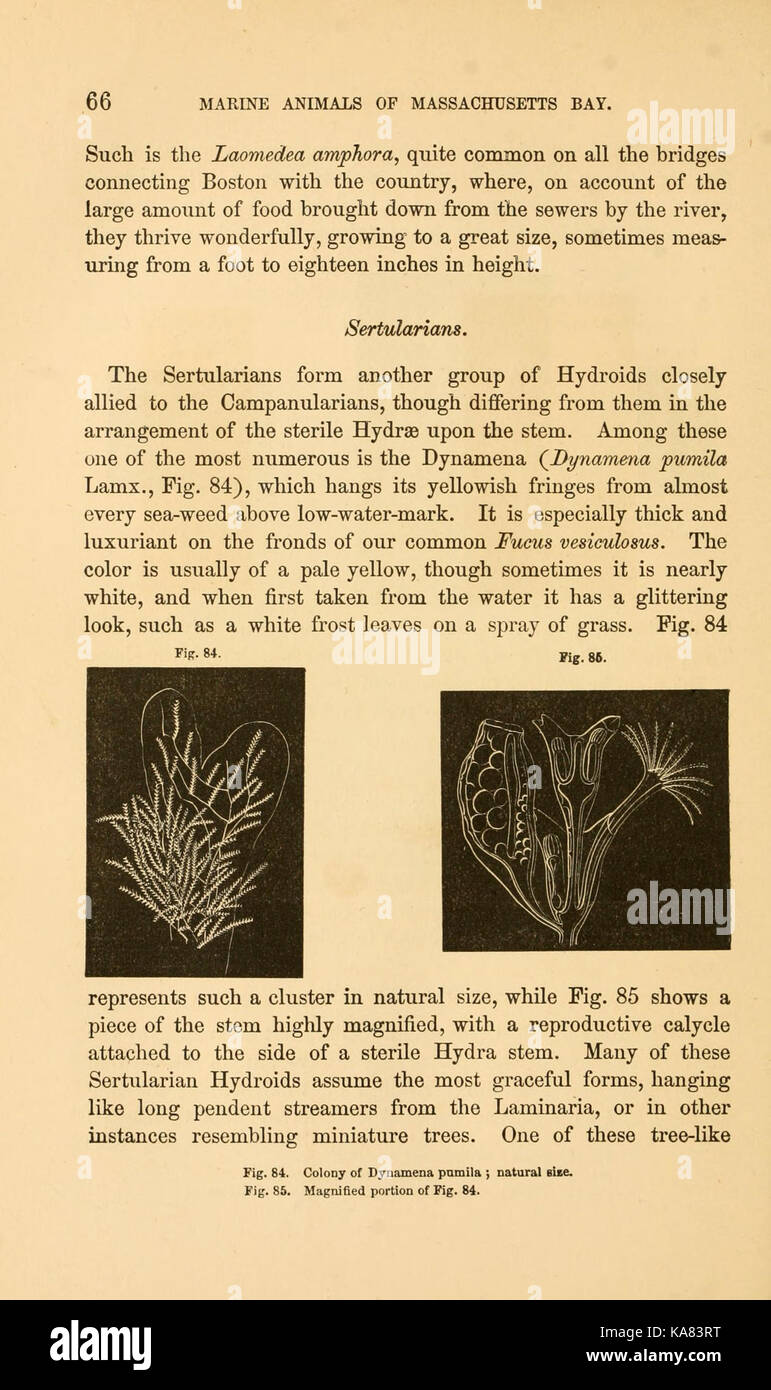 Studi sul mare nella storia naturale (pagina 66) BHL11583254 Foto Stock